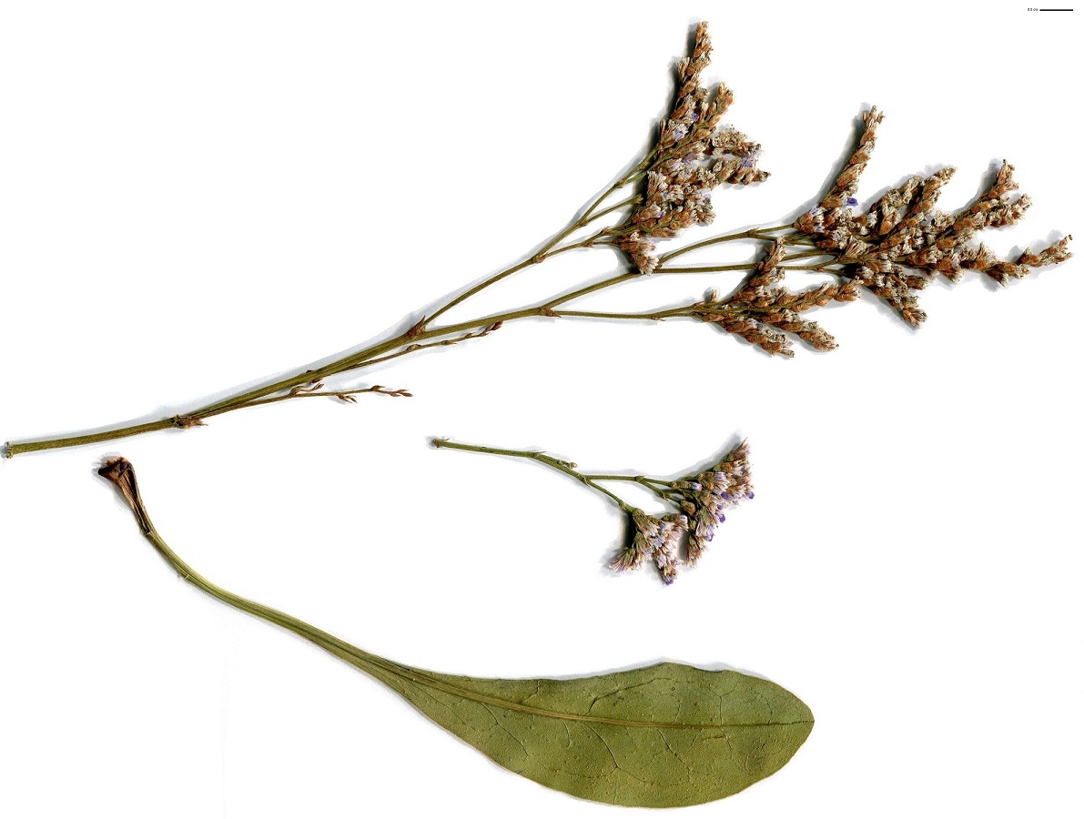 Limonium vulgare (Plumbaginaceae)